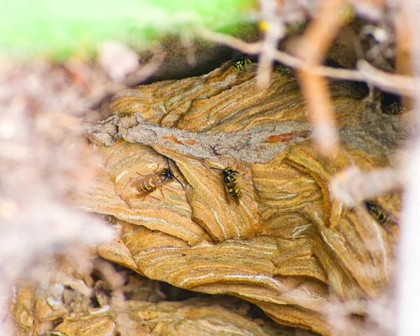 Las avispas anidan en el bosque salvaje — Foto de Stock