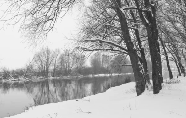 Winter river and trees in winter season Royalty Free Stock Photos