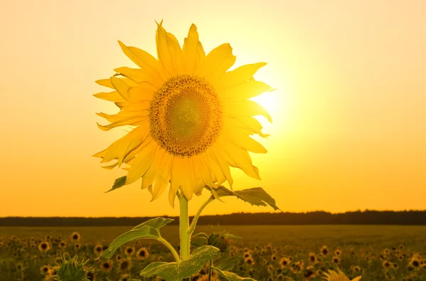 Gün batımında tarlada ayçiçeği