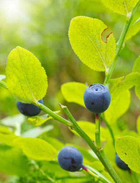 Ripe berries of a bilberry — Stock Photo, Image