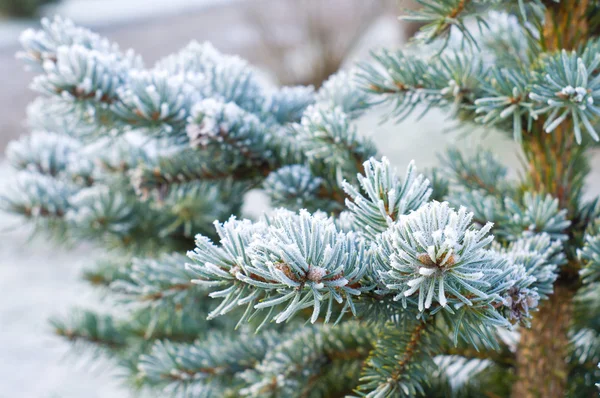 Mavi ladin dalları buzla kaplıdır.
