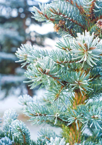Branches of blue spruce is covered with frost — Stock Photo, Image