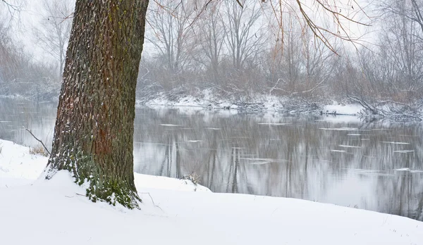 Nehir ve karla kaplı ağaç — Stok fotoğraf