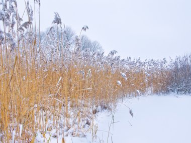 Kış sazlık karla kaplı