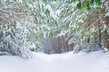 Winter forest in winter season