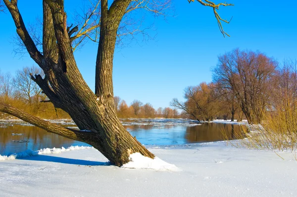 River and trees in winter season — Stock Photo, Image