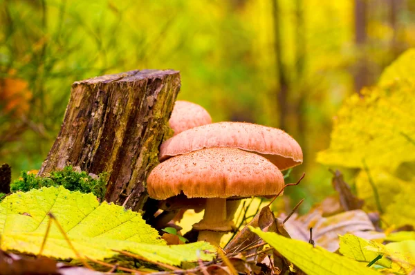 Champignons dans la forêt d'automne — Photo