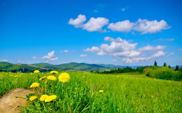 Yellow dandelions in the mountains in the spring — Stock Photo, Image