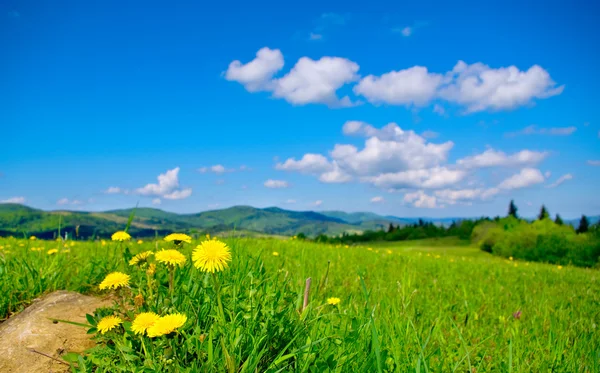 Denti di leone gialli in montagna in primavera — Foto Stock