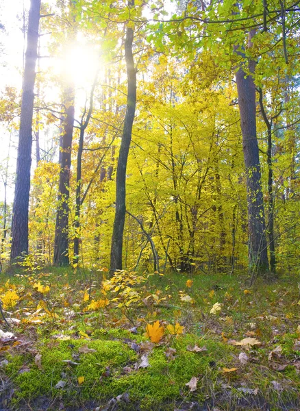 Höst skog — Stockfoto