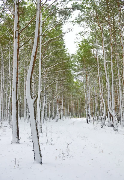 Temporada é inverno e floresta de inverno — Fotografia de Stock