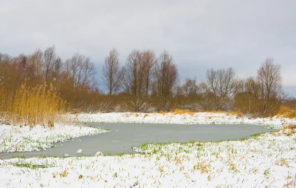 Green blade of grass through the snow on river — Stock Photo, Image