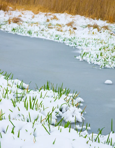 Hoja verde de hierba a través de la nieve en el río — Foto de Stock