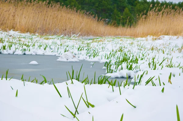 Green blade of grass through the snow on river — Stock Photo, Image