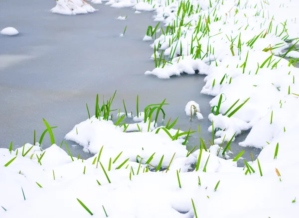 Πράσινο λεπίδα της χλόης μέσα από το χιόνι στον ποταμό — Φωτογραφία Αρχείου