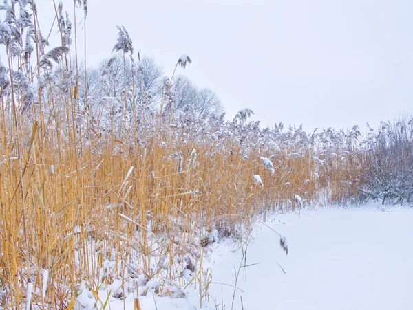 Kış sazlık karla kaplı