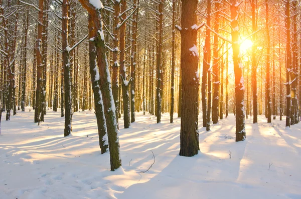 günbatımı çam ormanı içinde. kış sezonu