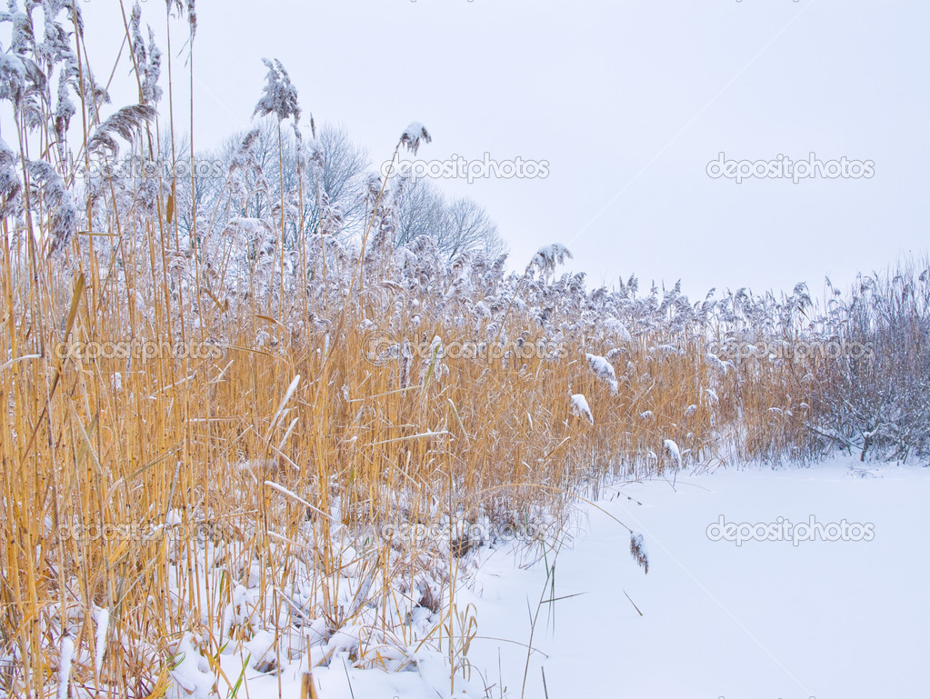 Winter reeds covered with snow