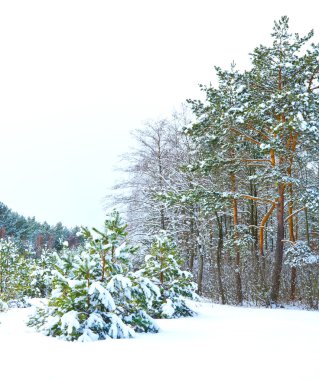 sonra kar yağışı orman. Kış manzarası