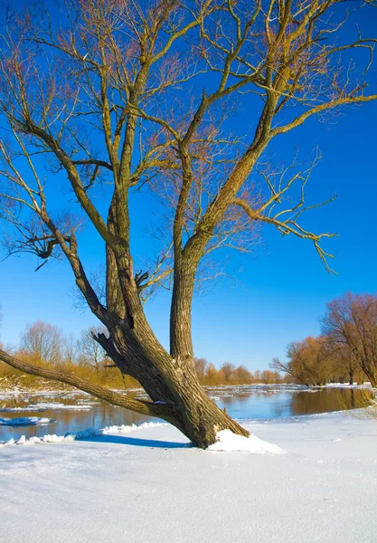 Rivier en de bomen in de winterseizoen — Stockfoto