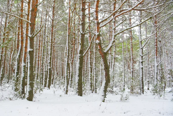 Saison ist Winter und Winterwald — Stockfoto