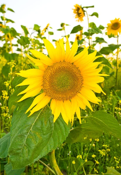 Słonecznik na pole — Zdjęcie stockowe