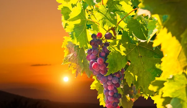 Ripe grapes at sunset — Stock Photo, Image