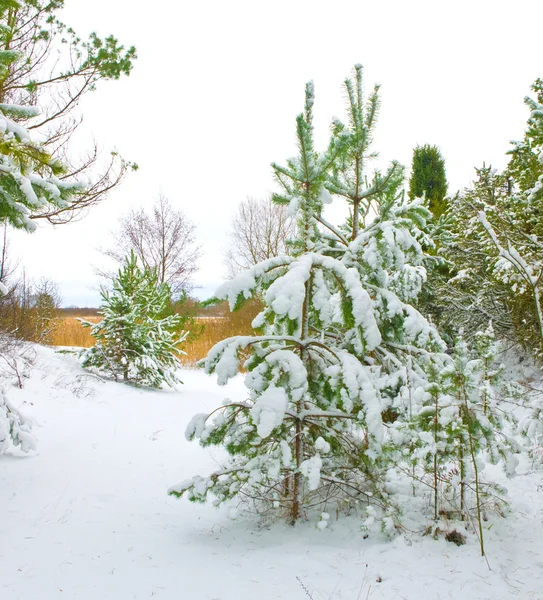 Pine trees covered with snow — Stock Photo, Image