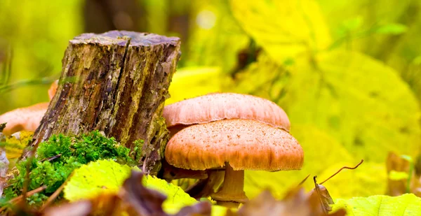 Paddenstoelen in Herfstbos — Stockfoto