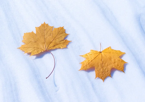 Dos hojas otoñales sobre nieve en invierno —  Fotos de Stock