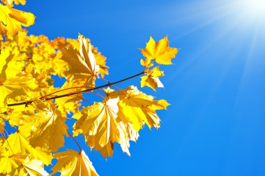 Sarı akçaağaç ağaç