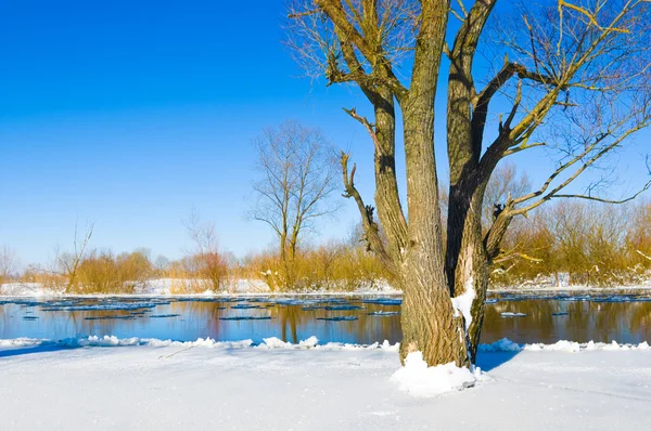 Río y árboles en temporada de invierno — Foto de Stock