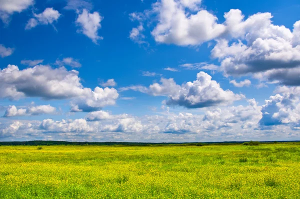 Prato fiorito estivo. Composizione naturale — Foto Stock