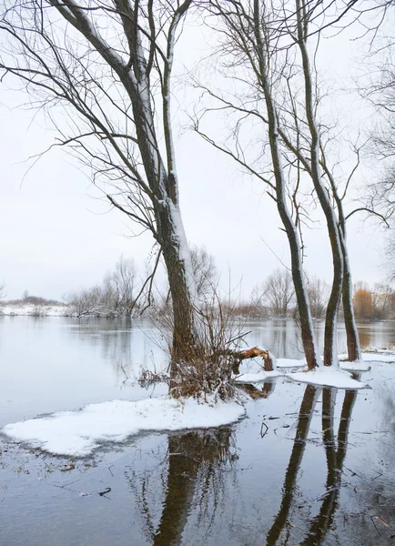 Folyó és a hóval borított fa — Stock Fotó