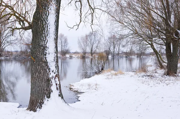 Река и дерево, покрытые снегом — стоковое фото