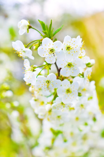 Rama del árbol frutal blanco de primavera — Foto de Stock