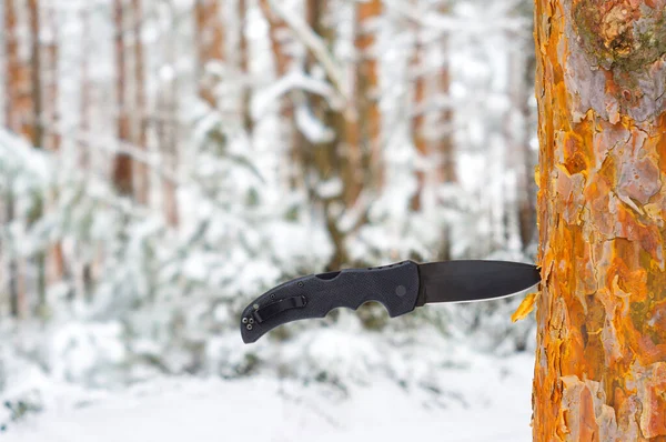 Kış ormanında bıçakla seyahat etmek..