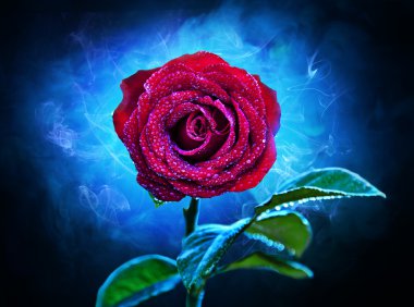 mor-kırmızı çiçek gül