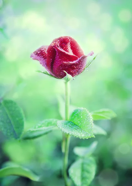 Flor Rosa Vermelha em um jardim — Fotografia de Stock