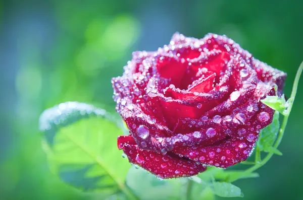 Blume rote Rose mit Tautropfen — Stockfoto