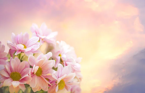 Soft pink flowers — Stock Photo, Image