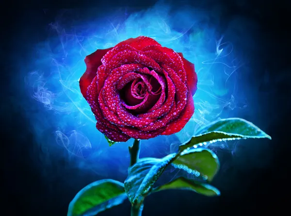 Lila-röd blomma ros — Stockfoto