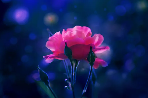 Scarlet flower in the night — Stock Photo, Image