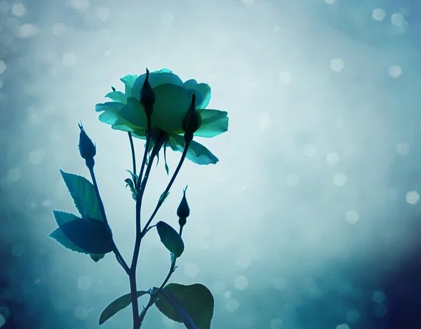 Zimne róże — Zdjęcie stockowe