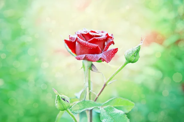 Rosa vermelha com gotas de água no meu jardim — Fotografia de Stock
