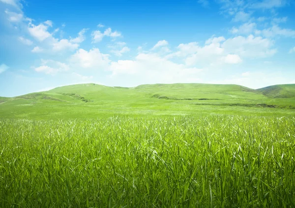 Feld aus Gras und perfektem blauen Himmel Stockbild