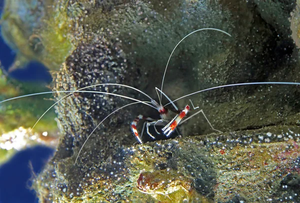 Camarones — Foto de Stock