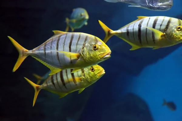 Tropical fishes — Stock Photo, Image