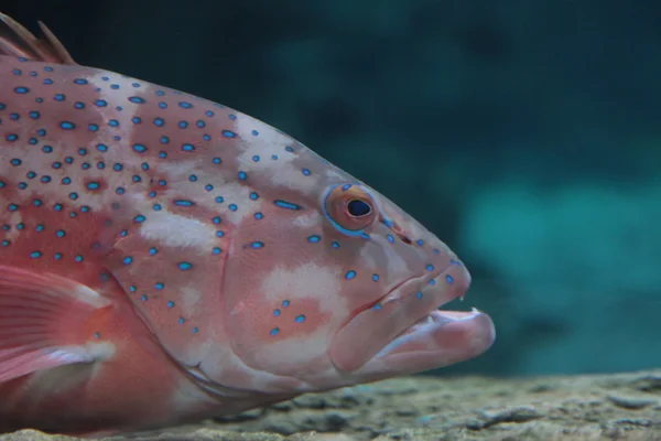 Peixes tropicais — Fotografia de Stock