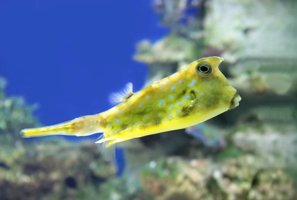 熱帯魚 — ストック写真